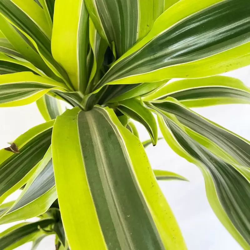 Dracaena lemon lime 90-60-30