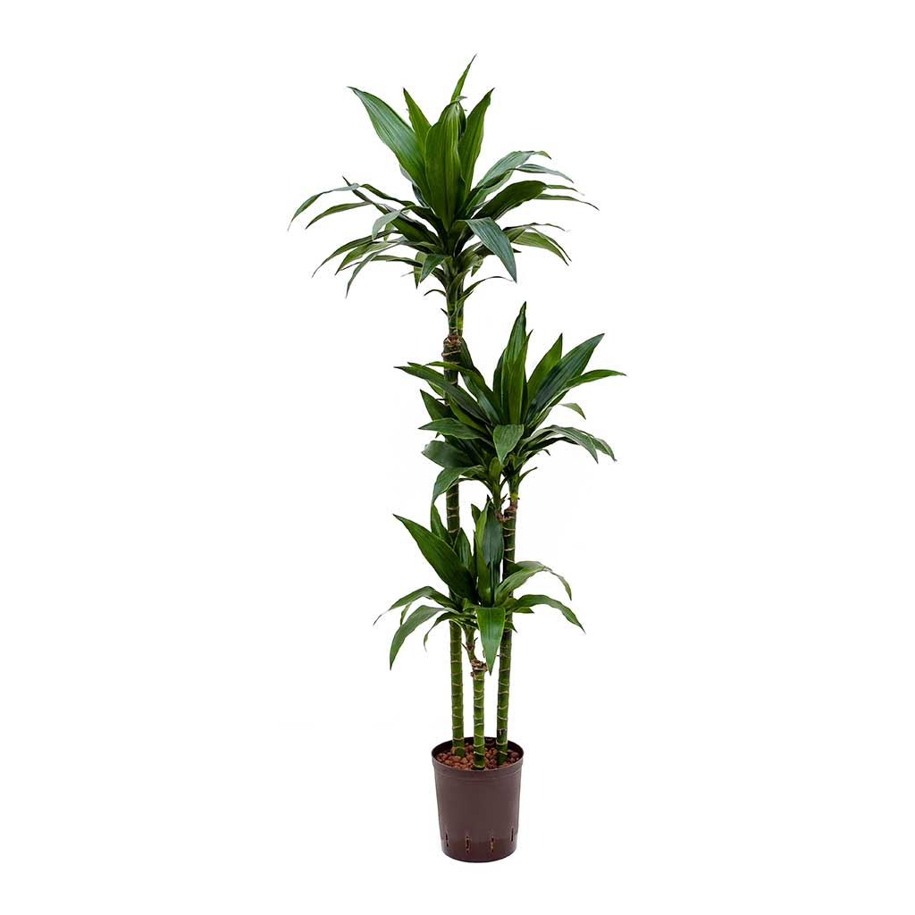 Dracaena Massangeana Fraganza  60-30-15