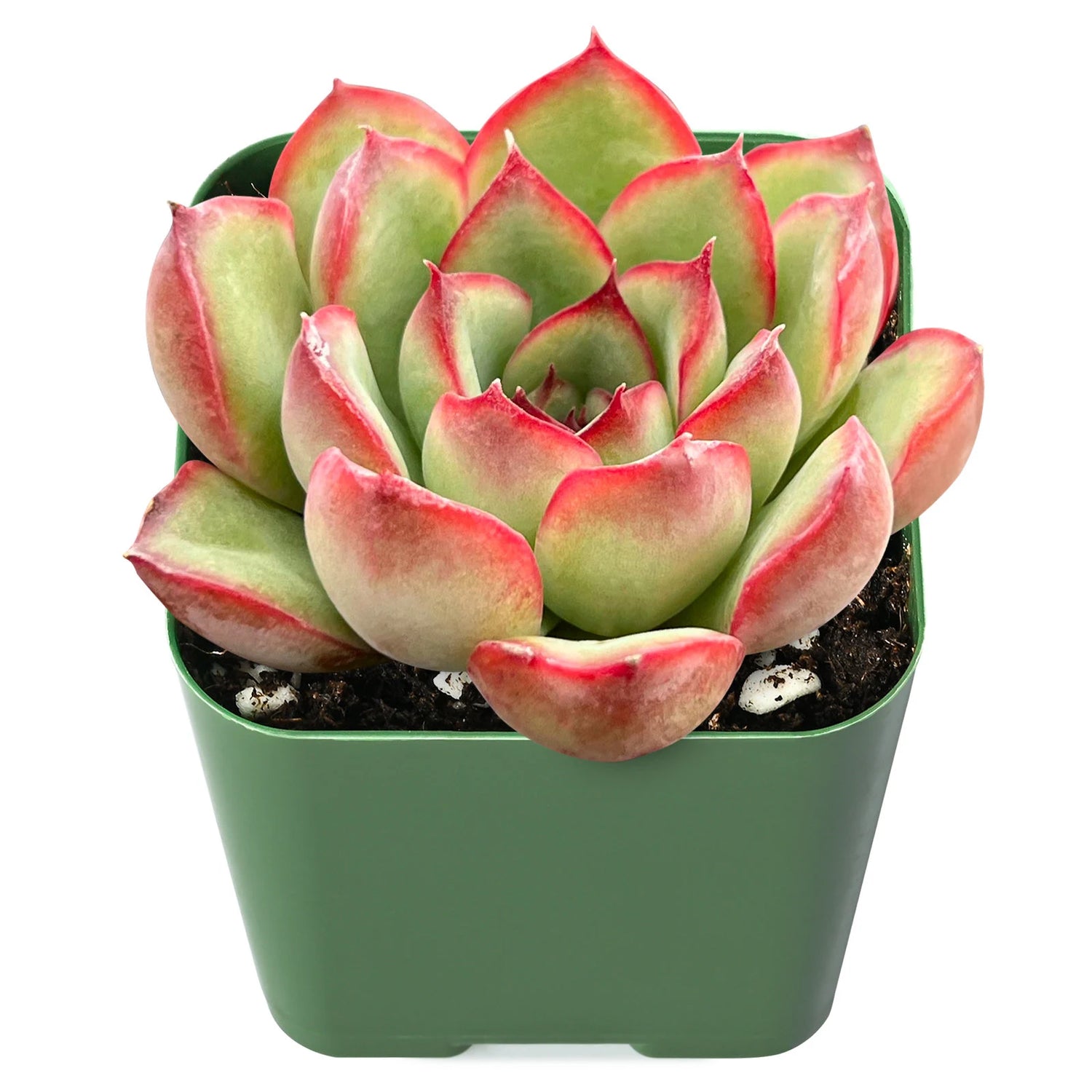 Echeveria Derenbergii 5.5 cm