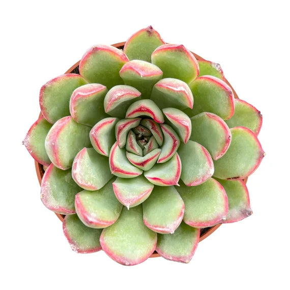 Echeveria Derenbergii 5.5 cm