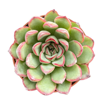 Echeveria Derenbergii 5.5 cm