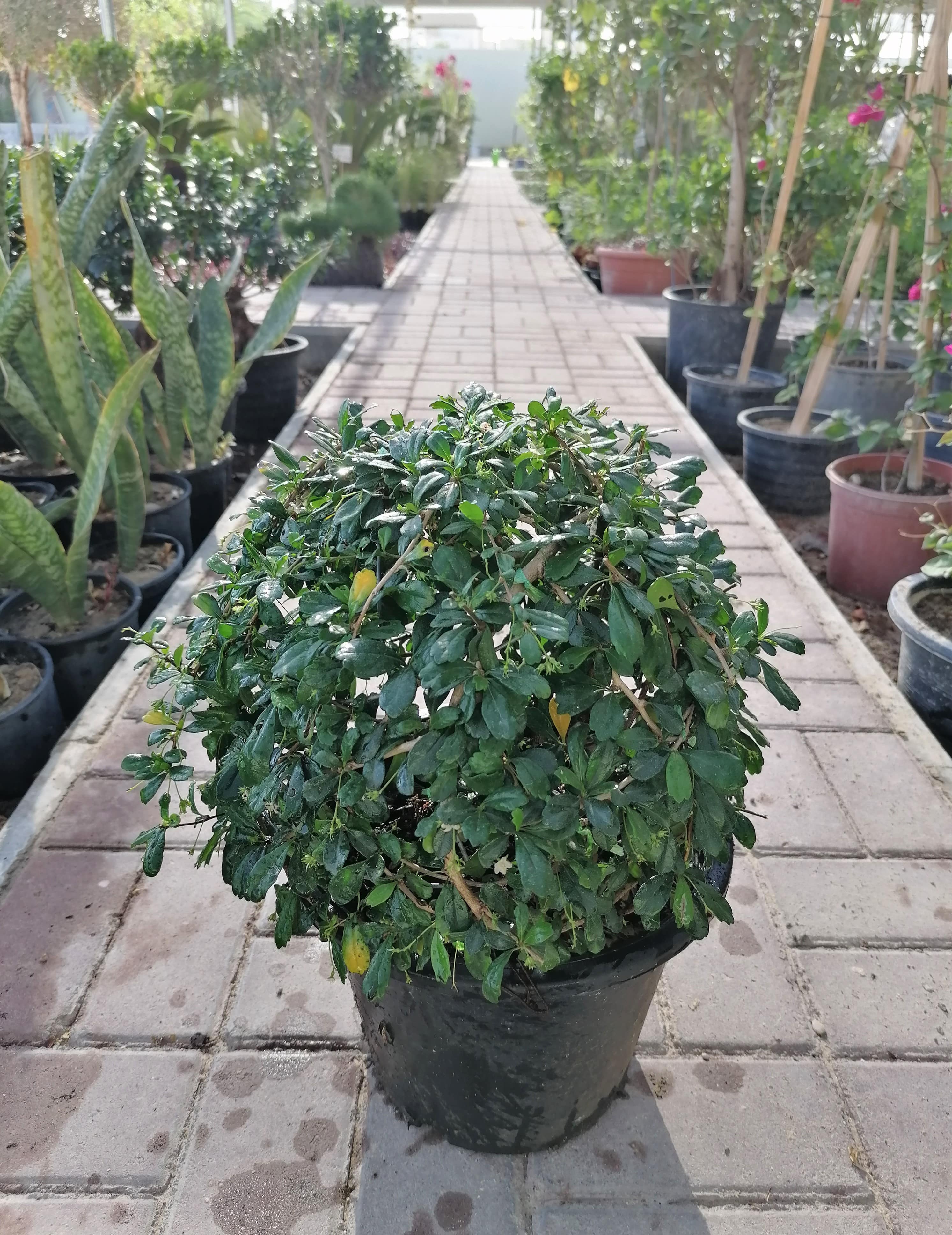 Ehretia Microphylla (Round Topiary)