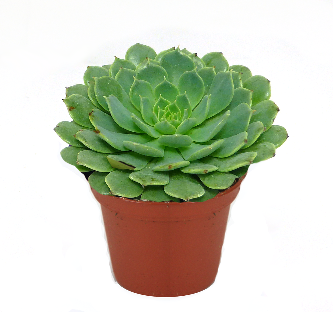 Echeveria Afines, 5.5 cm