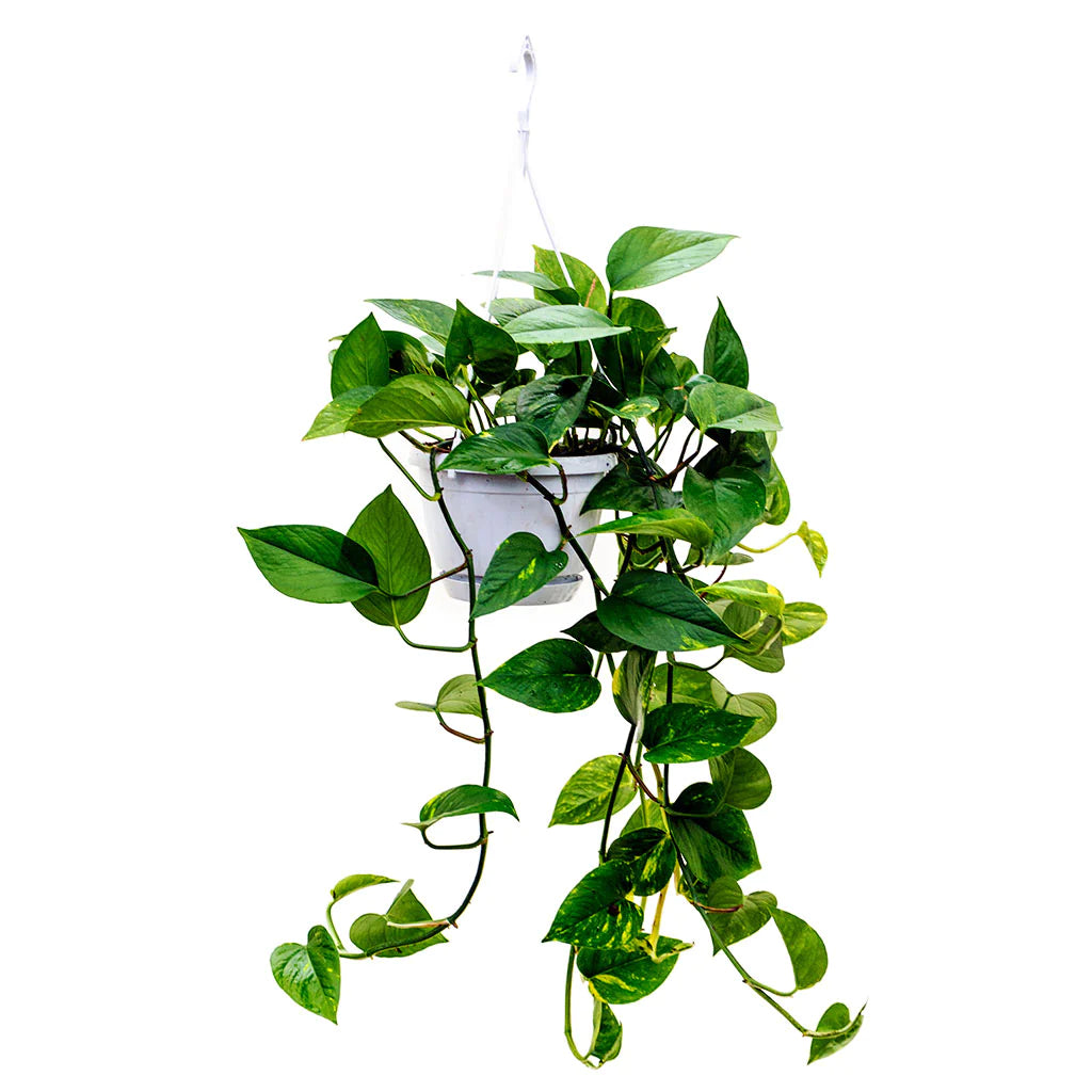 Epipremnum pinnatum aureum (hanging)