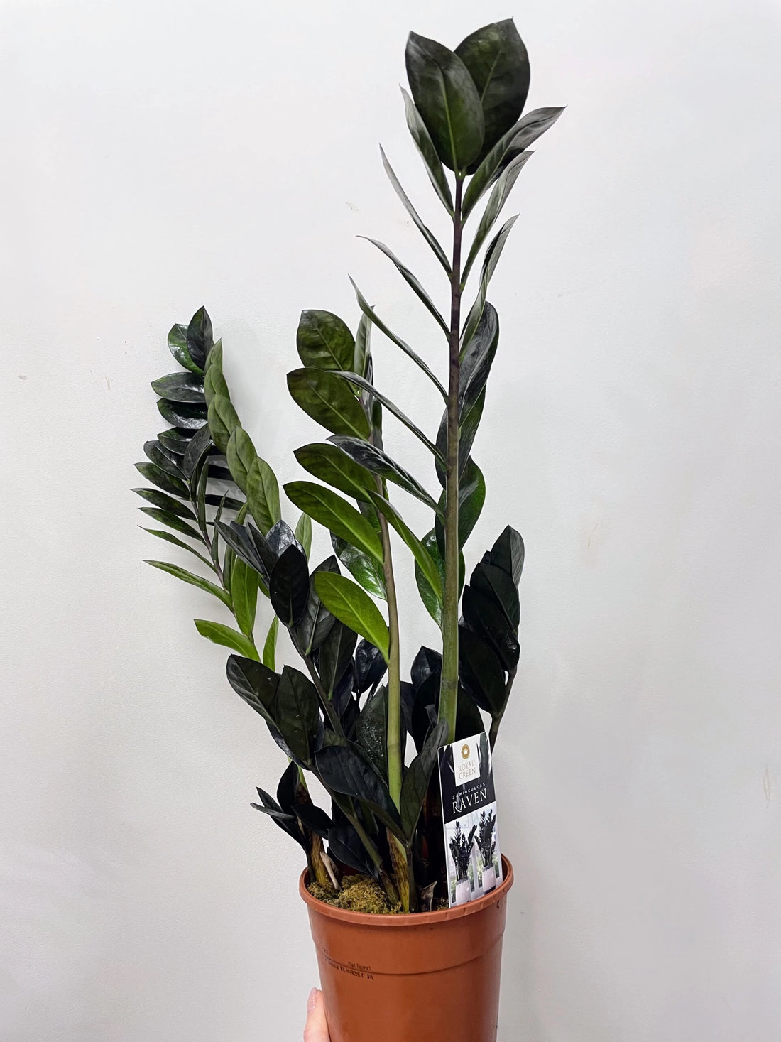 Zamioculcas Zamiifolia (Emirald Palm)Raven