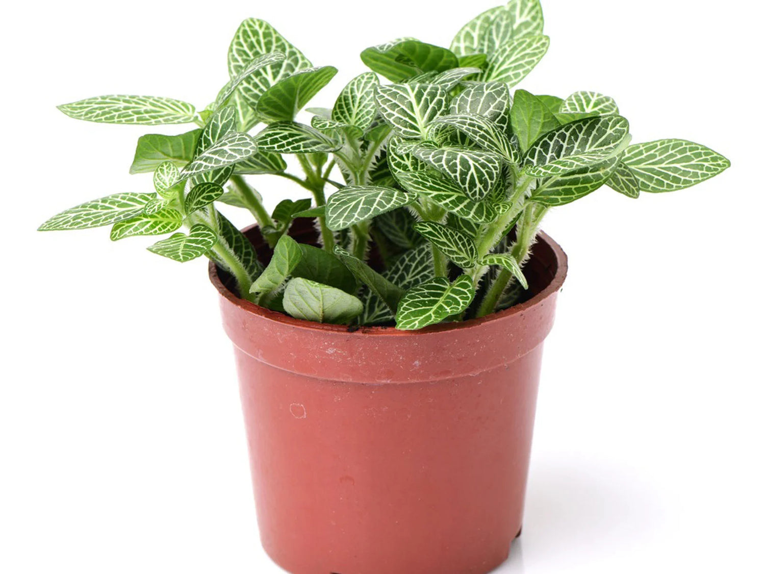 Fittonia white anne