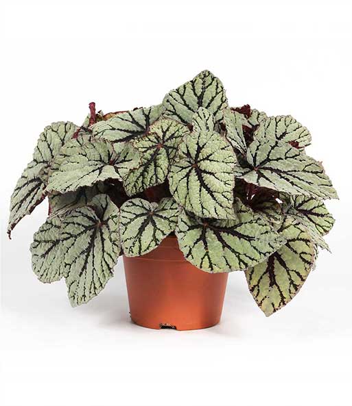 Begonia Magic Color Fedor