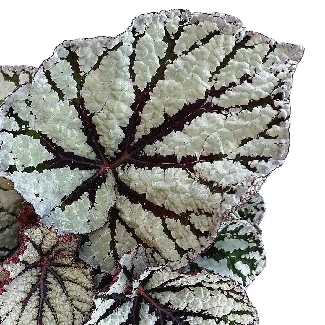 Begonia Magic Color Fedor