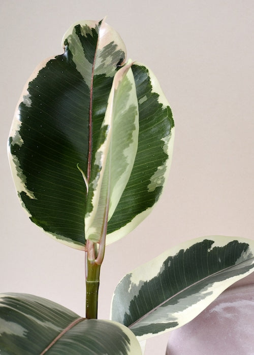 Ficus Elastica Tineke