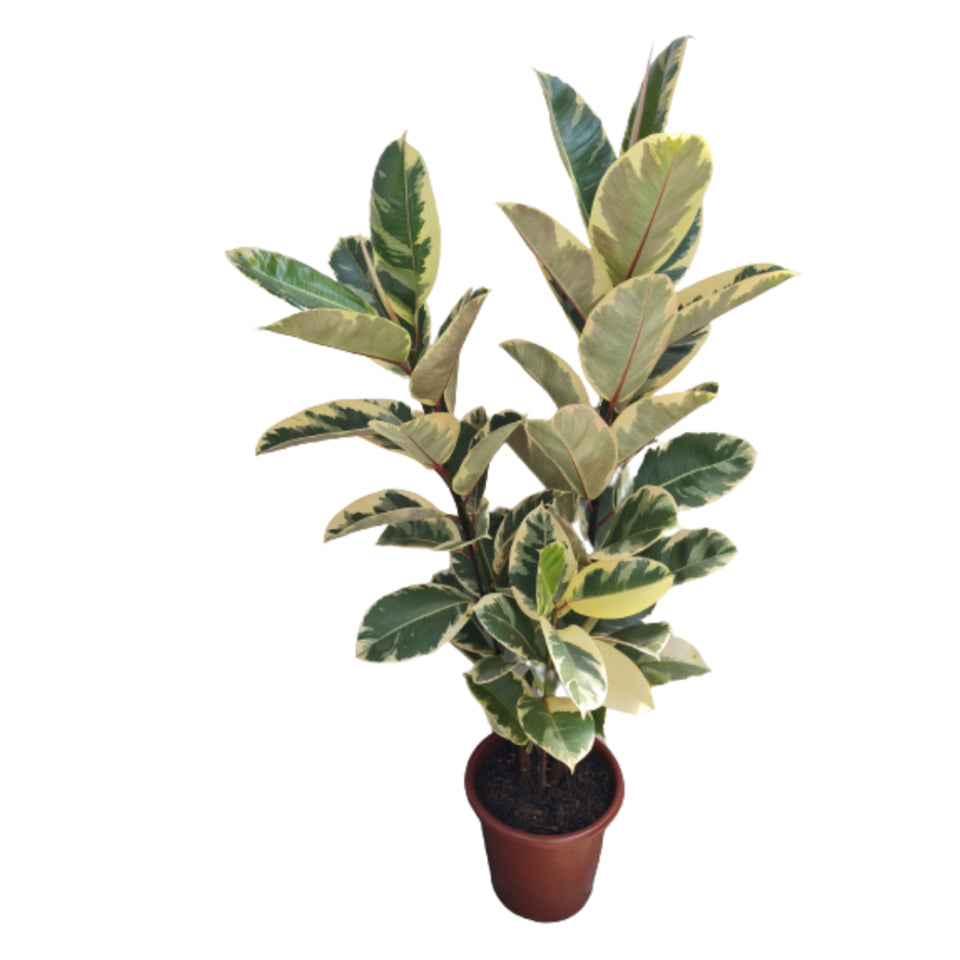 Ficus Elastica Tineke