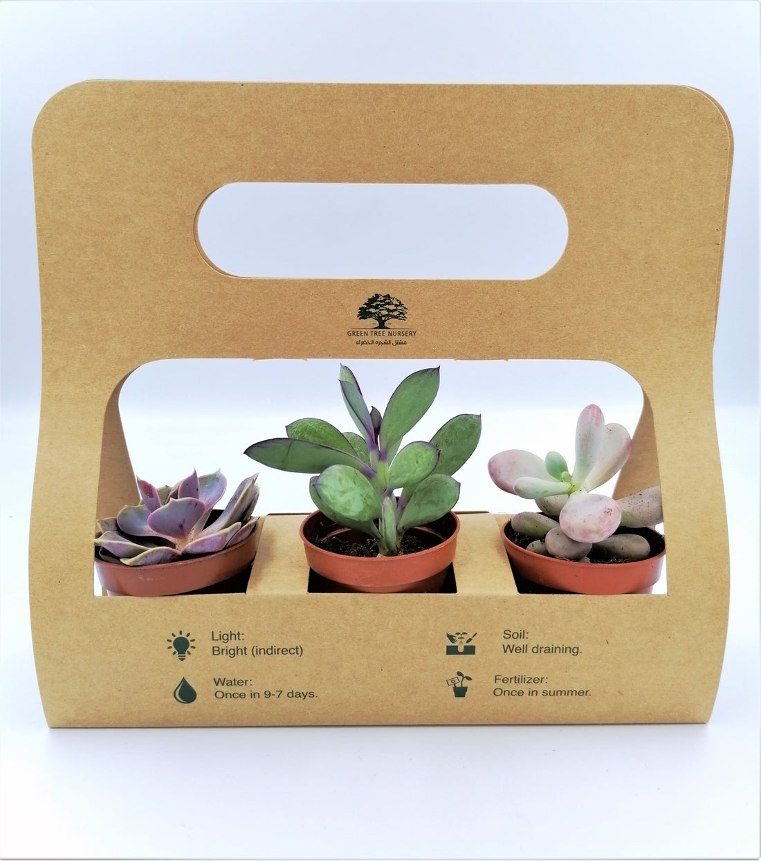 Succulent  / Cactus Gift Set
