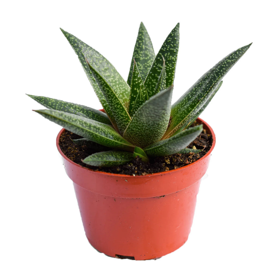 Gasteria Flow 5.5 cm (Succulent)