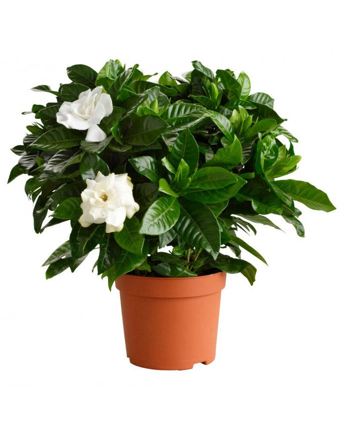 Gardenia Jasminiodes