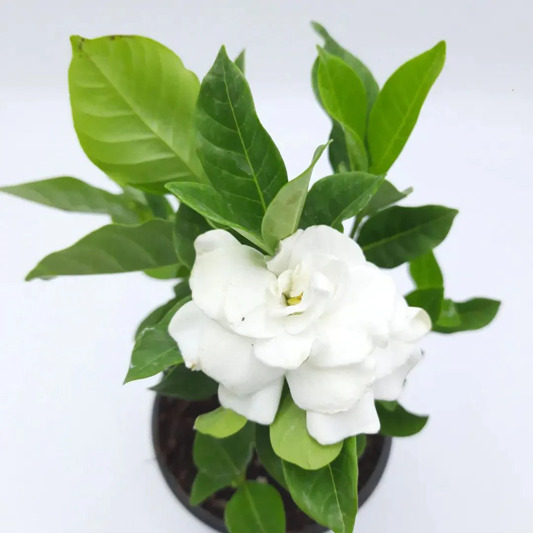 Gardenia Jasminiodes