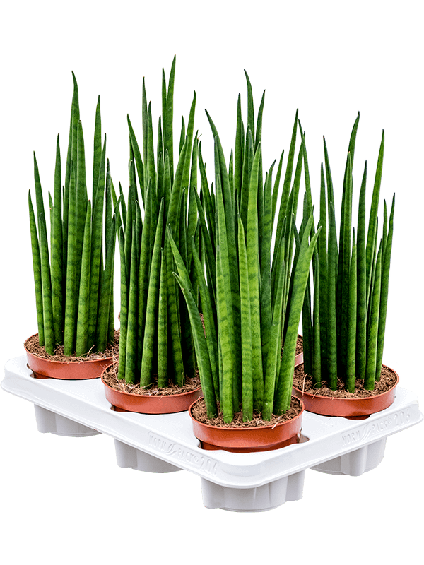 Sansevieria Gracilis Grey