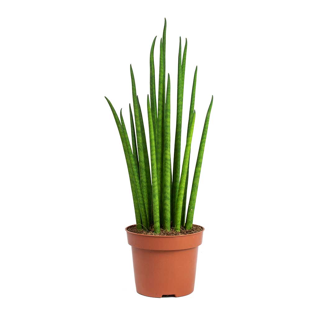 Sansevieria Gracilis Grey