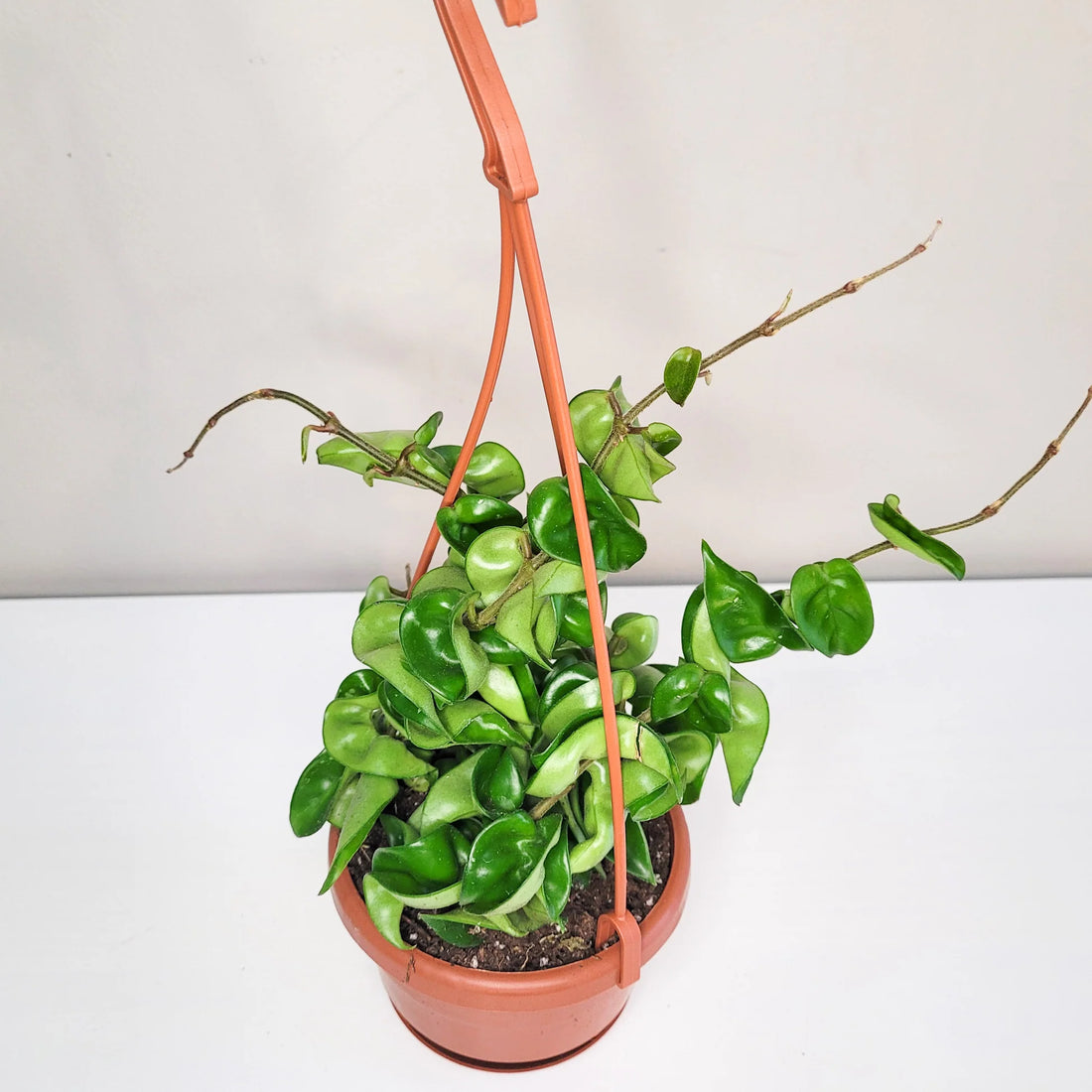 Hoya carnosa compacta hanging
