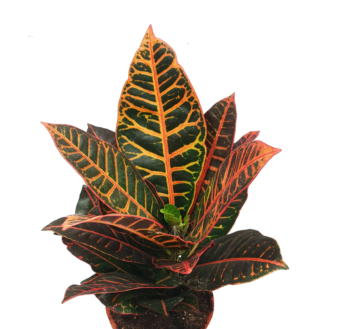 Codiaeum Iceton 35cm