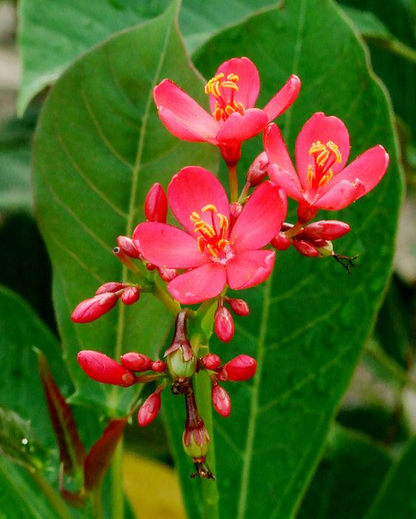 Jatropha