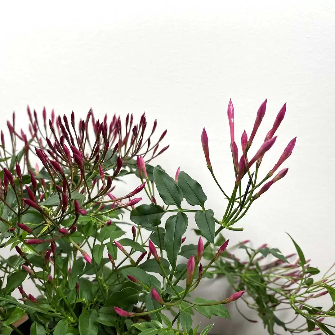 Jasminum polyanthum (Pink)