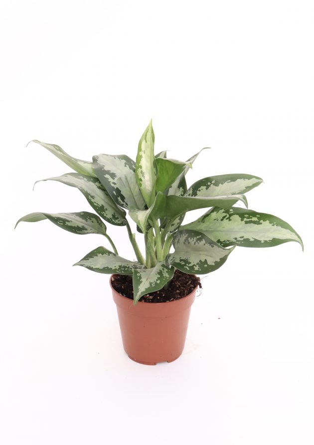 Aglaonema Jubilee 35 cm