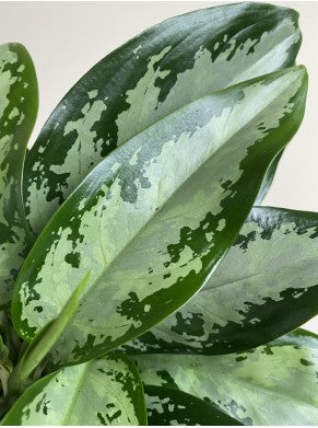 Aglaonema Jubilee 35 cm