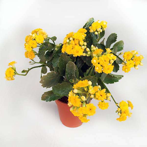 Kalanchoe Yellow