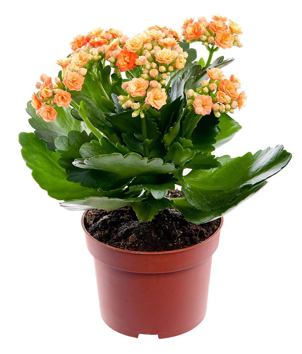 Kalanchoe Perfecta Orange