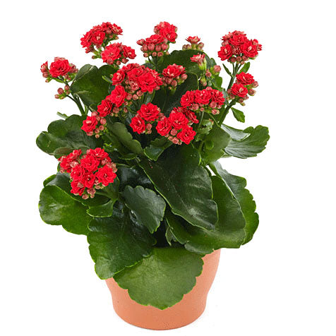 Kalanchoe "blossfeldiana" Alexandra Red