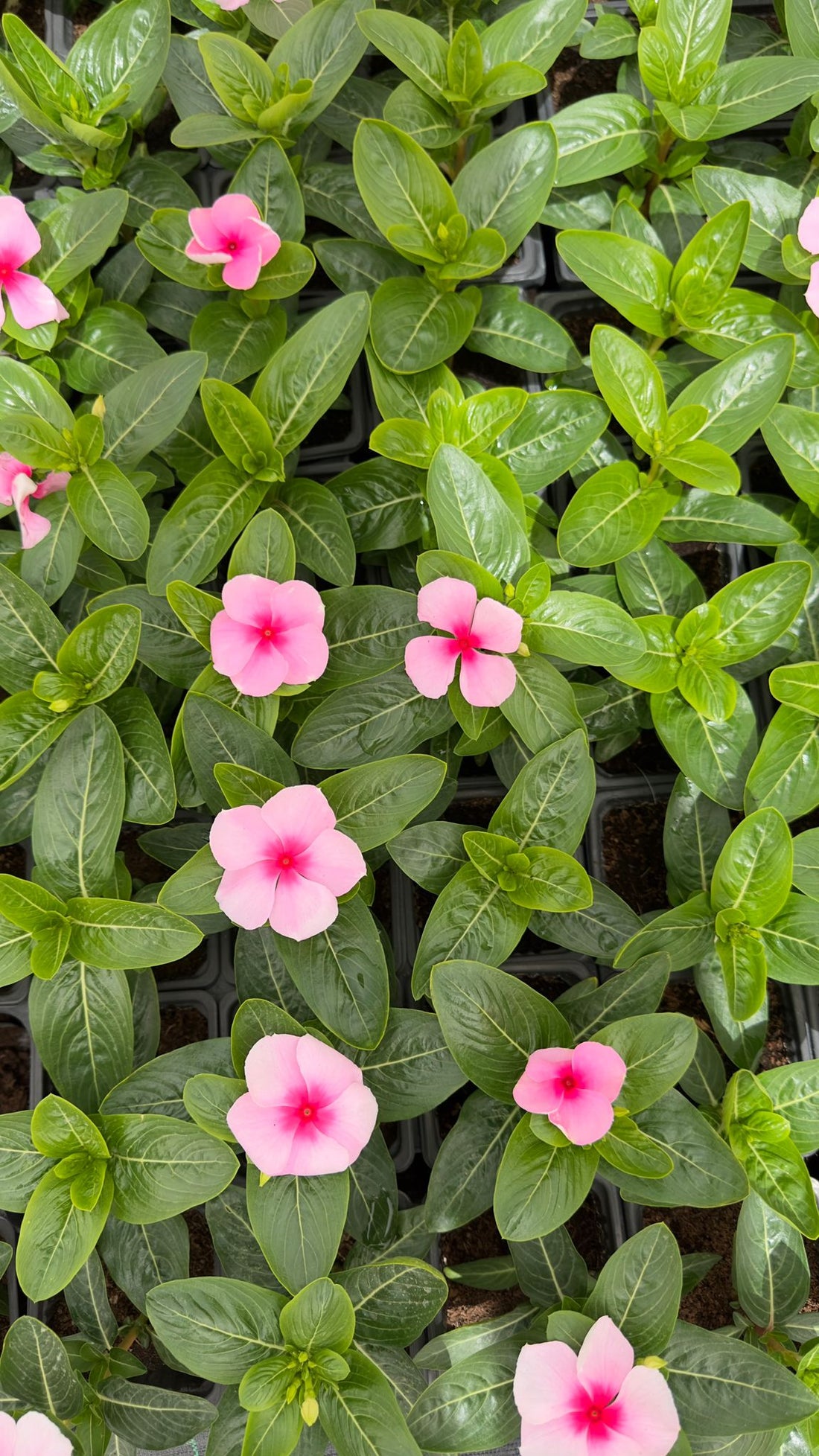 Vinca/ Periwinkle Light Pink