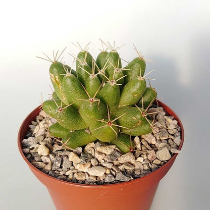 Cactus Escobaria Missouriensis 5.5 cm