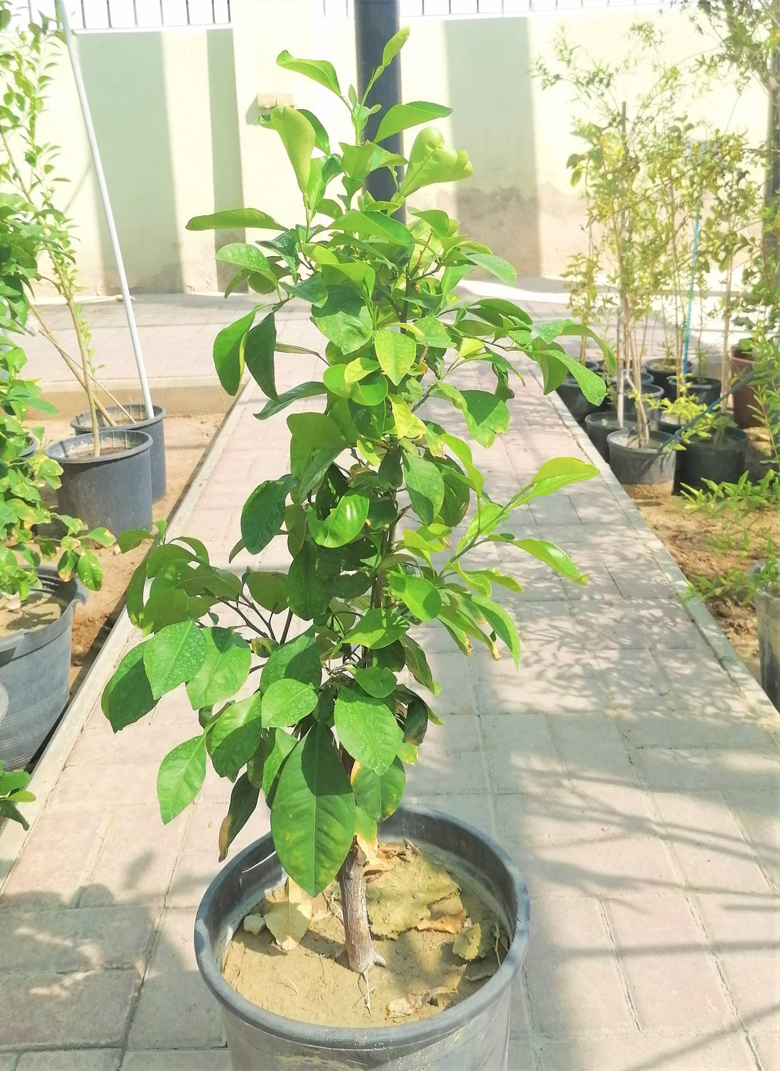 Lemon Sapling (Omani)