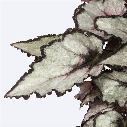 Begonia Rex Magma