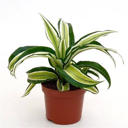 Dracaena Malaika