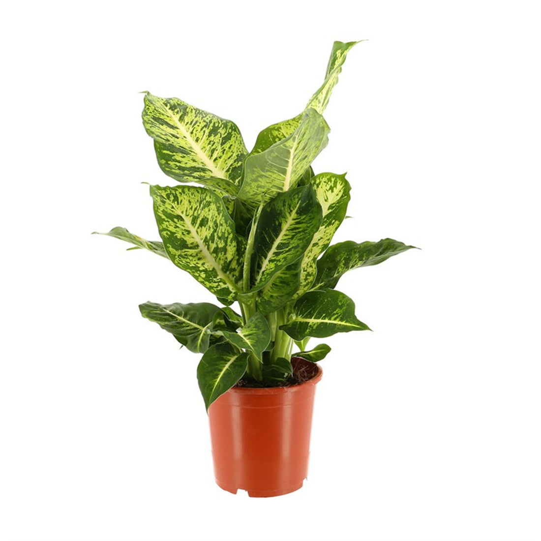 Dieffenbachia Mars