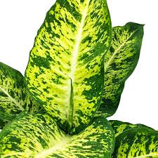 Dieffenbachia Mars