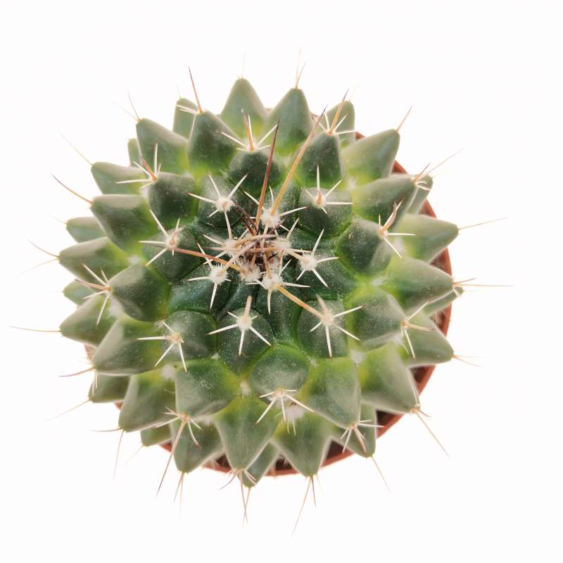 Mammillaria  Compressa 5.5 cm