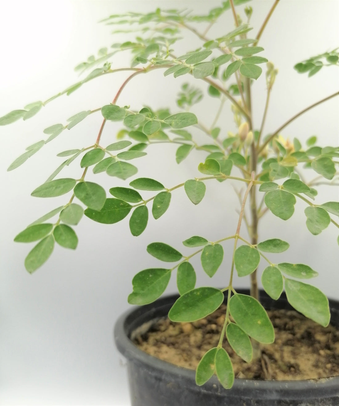 Moringa Oleifera (Drumstick Plant)