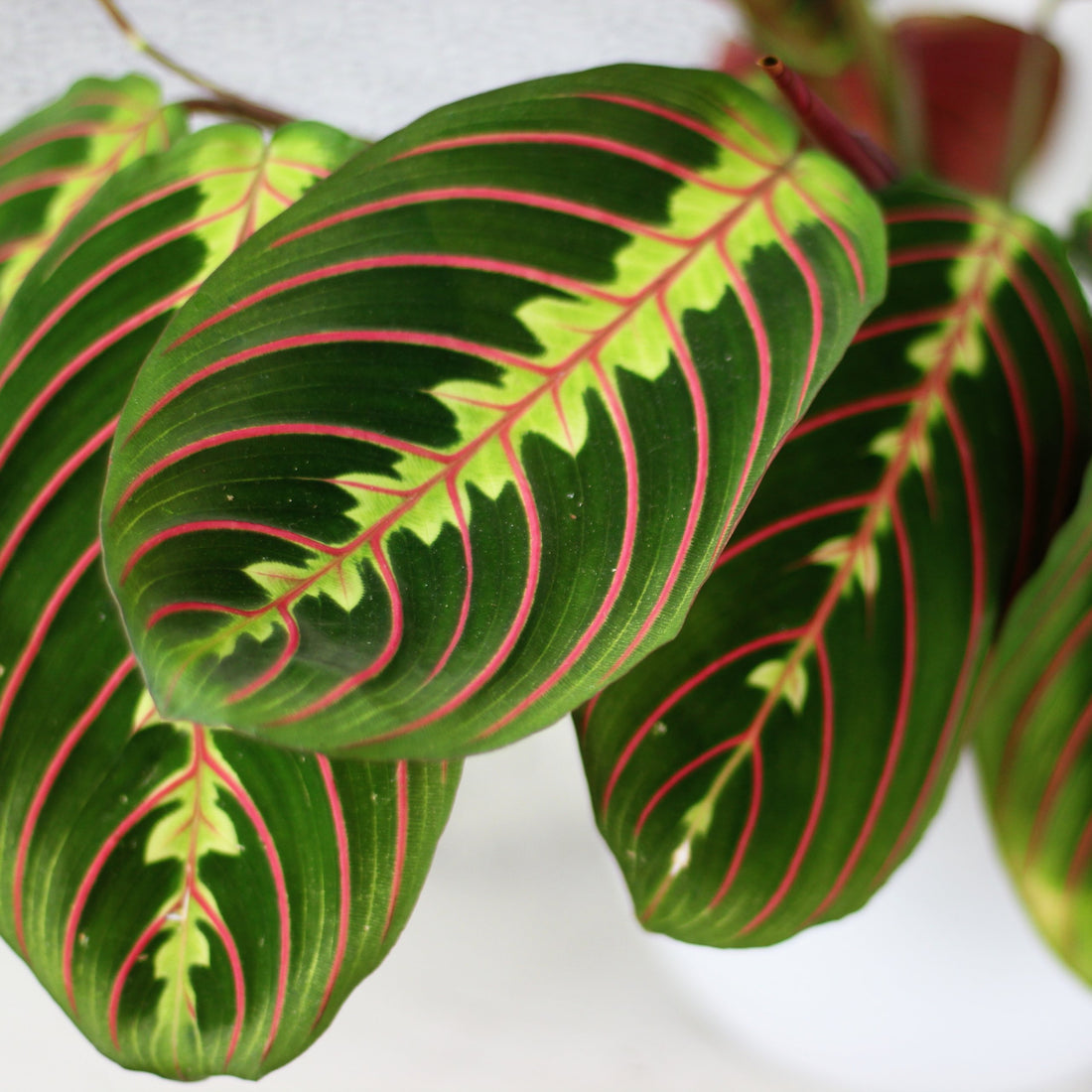 Maranta Leuconeura Tricolour Fascinator