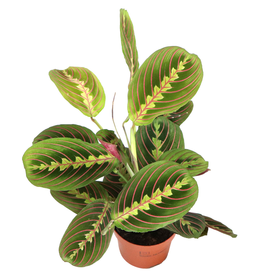 Maranta Leuconeura Tricolour Fascinator