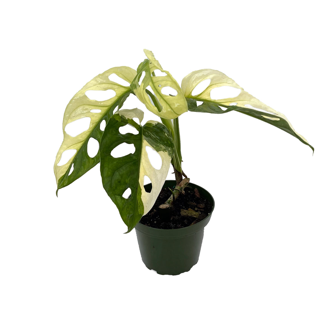 Monstera Adansonii Variegated 25 cm (Limited Collection)