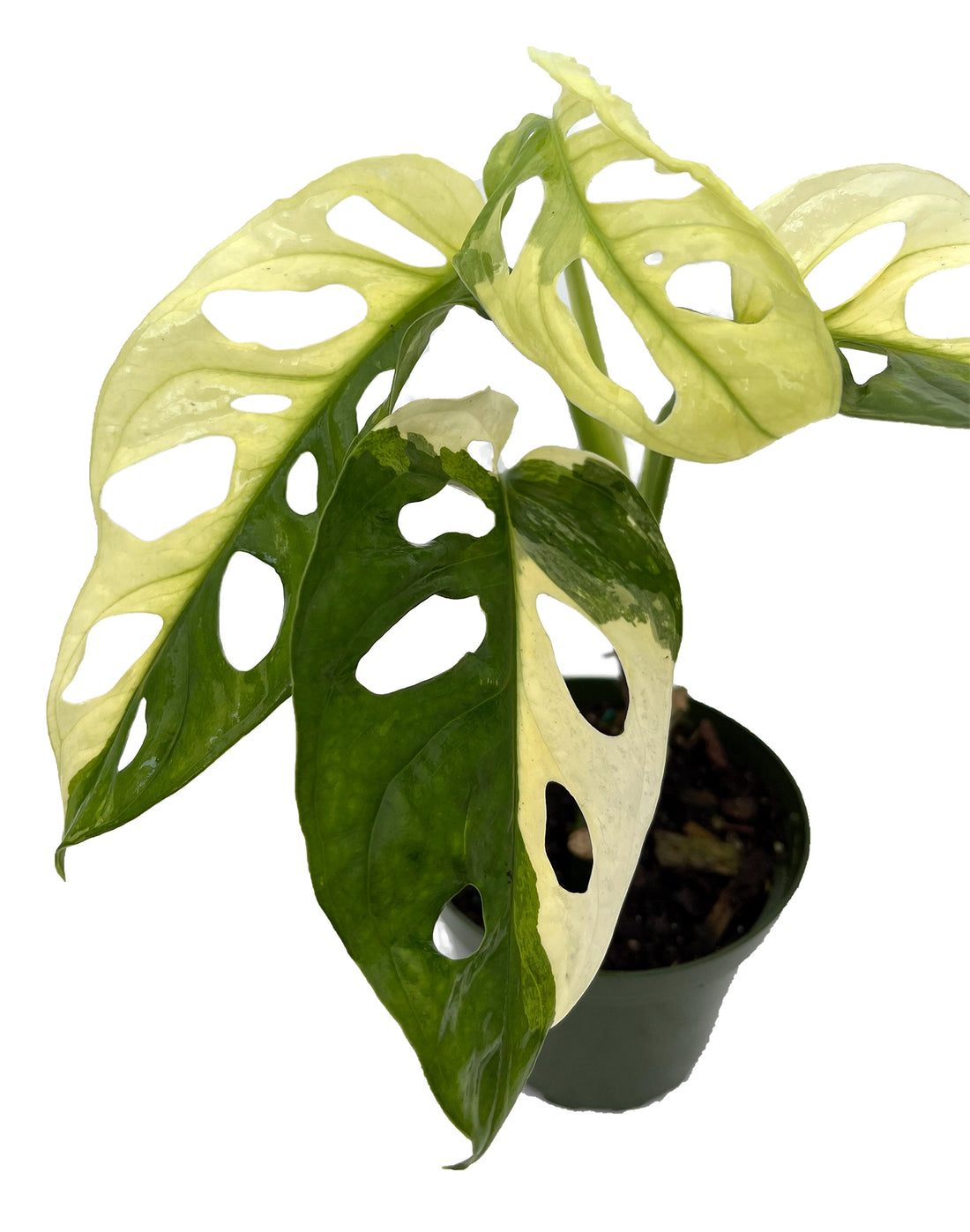 Monstera Adansonii Variegated 25 cm (Limited Collection)