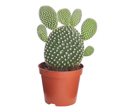 Opuntia  Mic Albispin 5,5 cm (cactus)