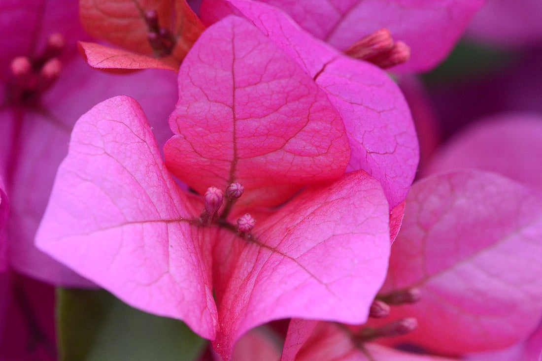 Bougainvillea Bush Pink