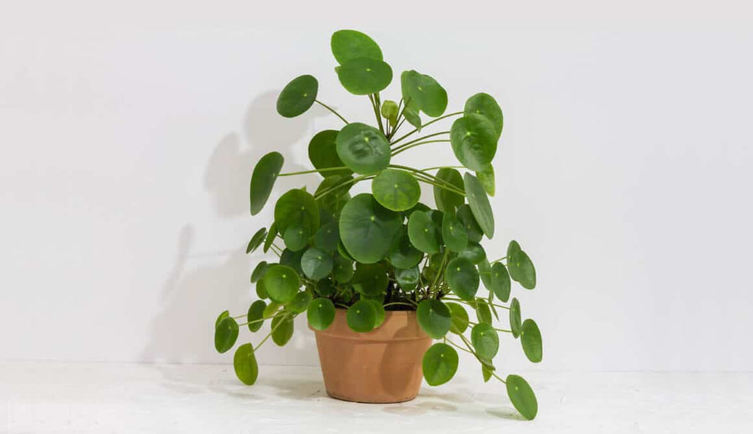 Pilea Pepermioides (large)