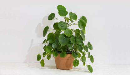 Pilea Pepermioides (large)