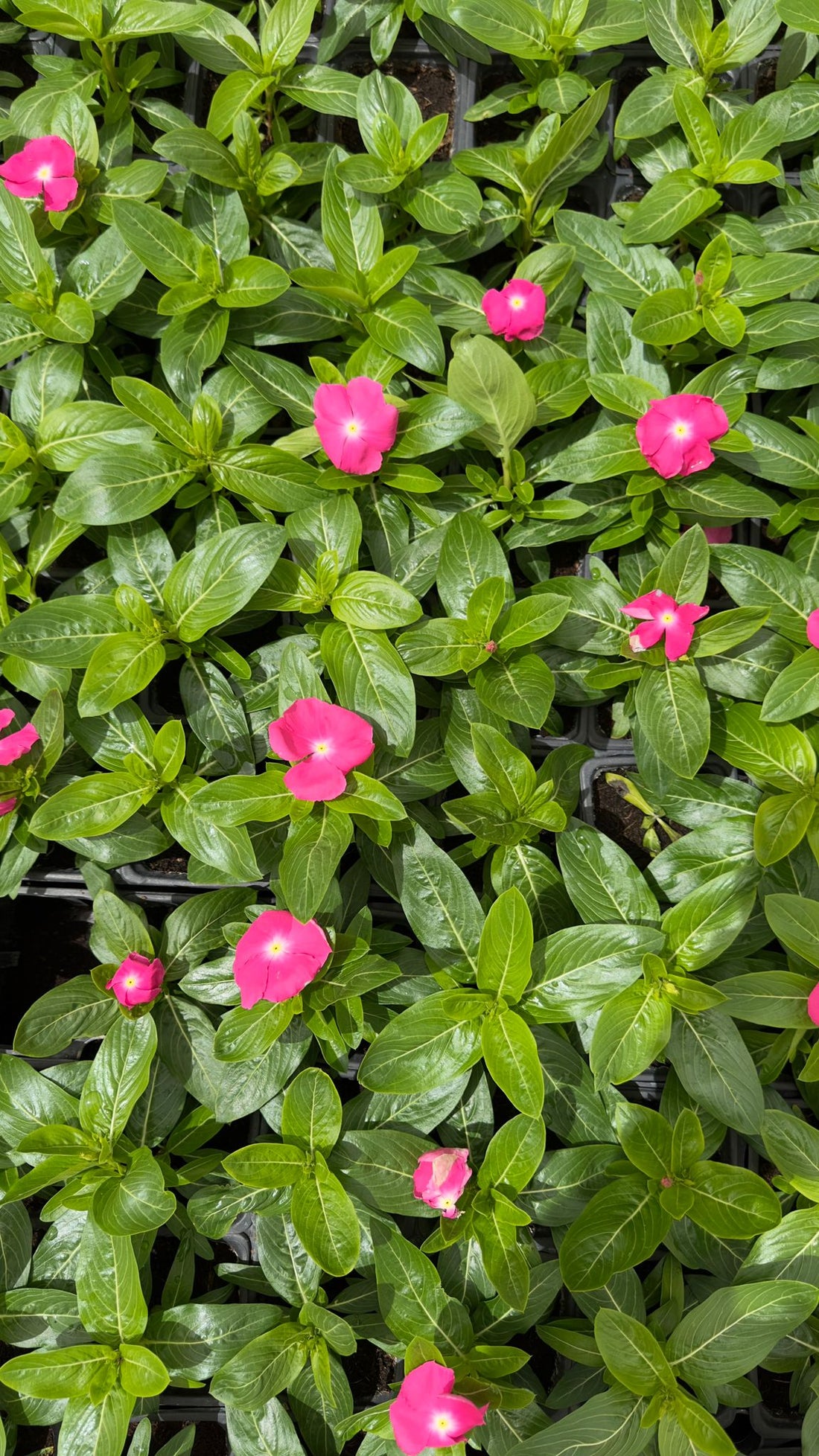 Vinca/ Periwinkle Pink