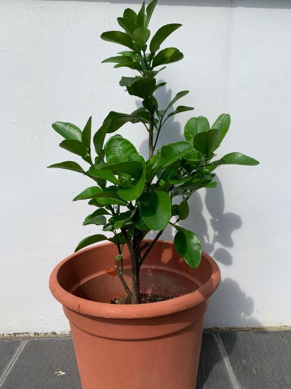 Pomelo Tree