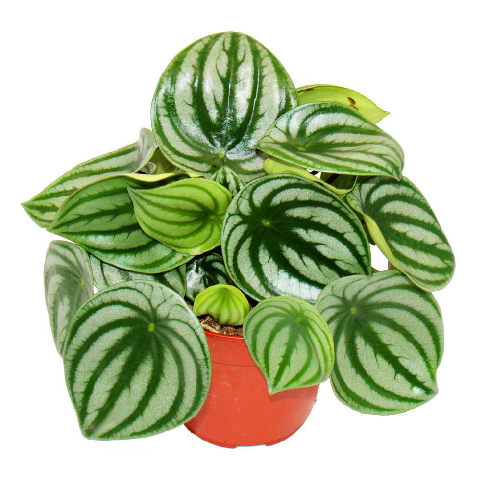 Watermelon Peperomia (Argyreia)