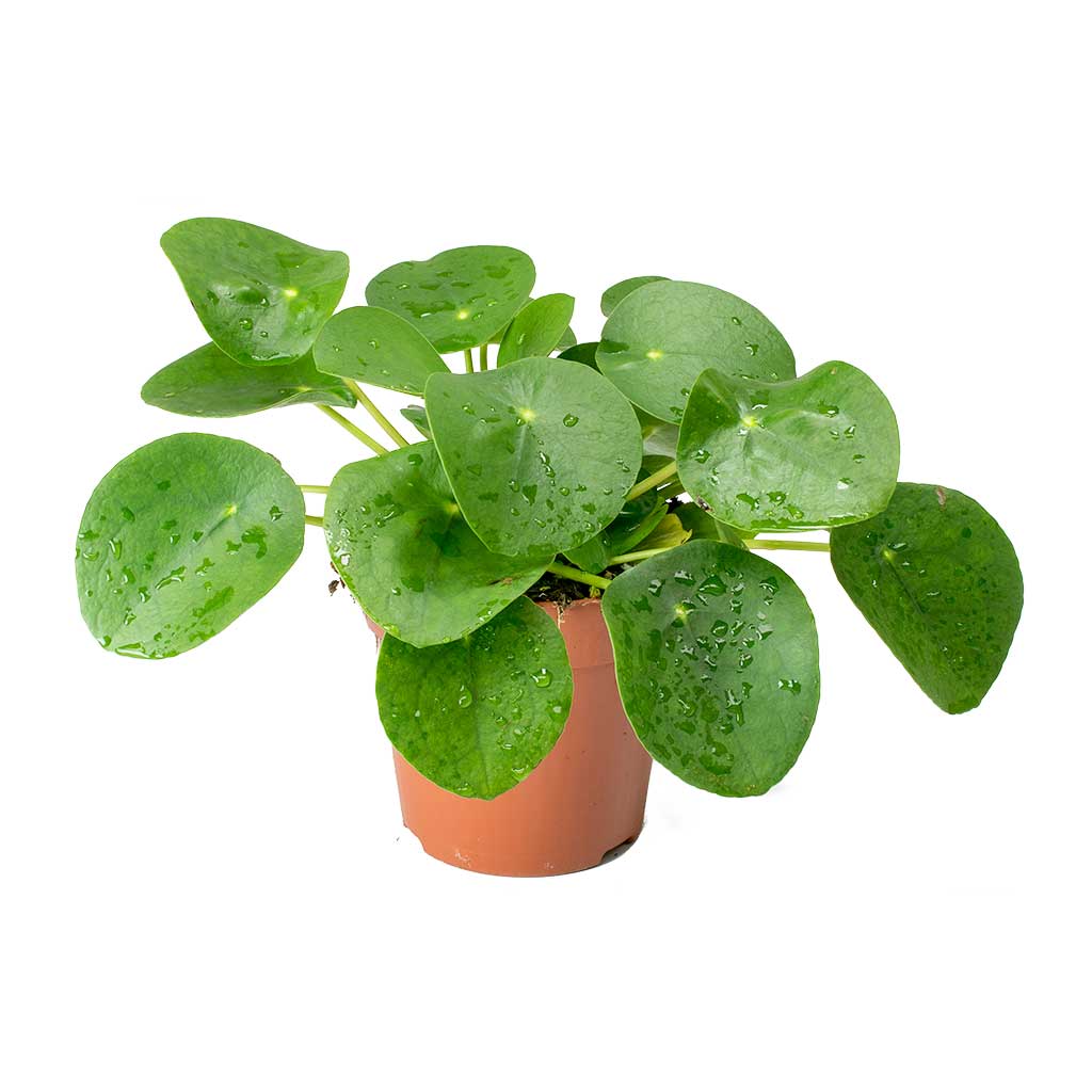 Pilea Pepermioides (Small)